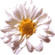 avatar_flower.gif